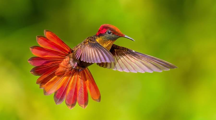 Colibrí joya rubí-topacio (Chrysolampis mosquitus) en vuelo cerca de Buga