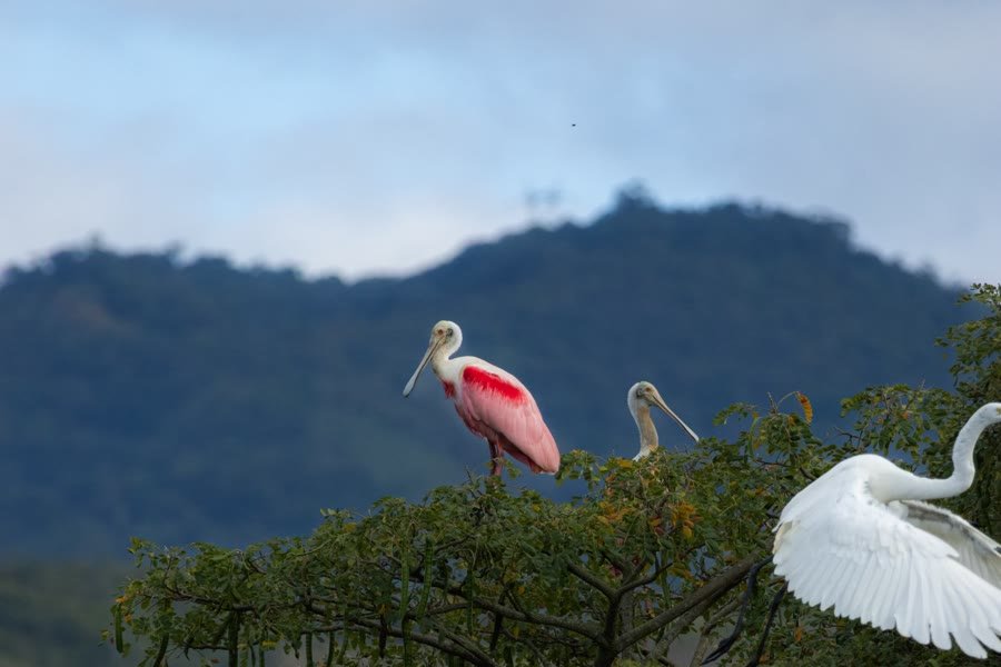 Espátula rosada y garzas en la copa de un árbol en la Laguna de Sonso, Buga